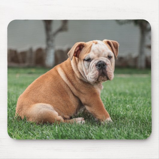 Engelse Bulldog, hond, lief Muismat (Voorkant)
