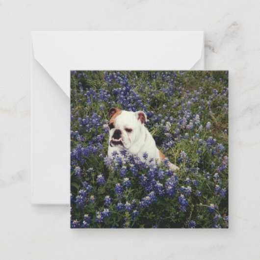 Engelse Bulldog in Texas Bluebonnets Note Card Notitiekaartje (Voorkant)