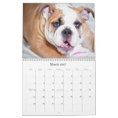 Engelse Bulldog Kalender (Mar 2027)