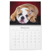 Engelse Bulldog Kalender (Feb 2027)