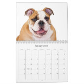 Engelse Bulldog Kalender (Jan 2026)