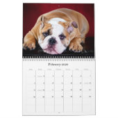 Engelse Bulldog Kalender (Feb 2026)