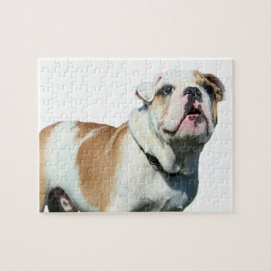 Engelse bulldog legpuzzel (Horizontaal)