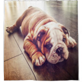 Engelse Bulldog Lying Dog | Dog Photo Douchegordijn (Voorkant)