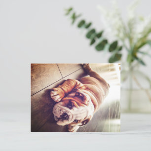 Engelse Bulldog Lying Dog Dog Photo Feestdagenkaart
