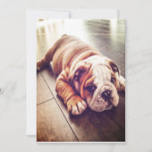 Engelse Bulldog Lying Dog | Dog Photo Feestdagenkaart (Voorkant)