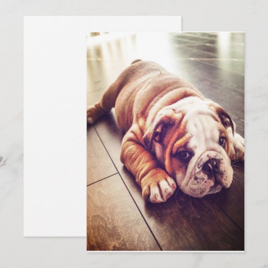 Engelse Bulldog Lying Dog | Dog Photo Feestdagenkaart (Voorkant / Achterkant)