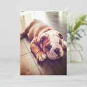 Engelse Bulldog Lying Dog | Dog Photo Feestdagenkaart (Staand voorkant)