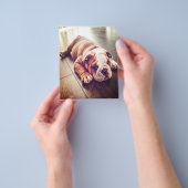 Engelse Bulldog Lying Dog | Dog Photo Flyer (Hand)