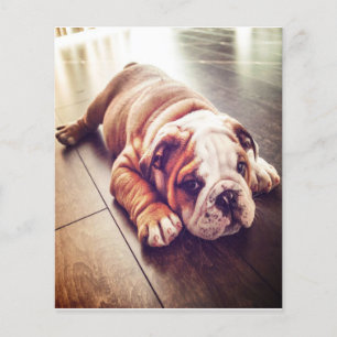 Engelse Bulldog Lying Dog   Dog Photo Flyer