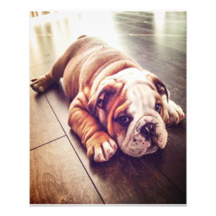 Engelse Bulldog Lying Dog Dog Photo Foto Afdruk