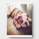 Engelse Bulldog Lying Dog | Dog Photo Fotoplaat (voorkant)