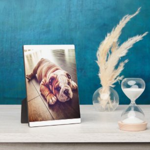 Engelse Bulldog Lying Dog Dog Photo Fotoplaat