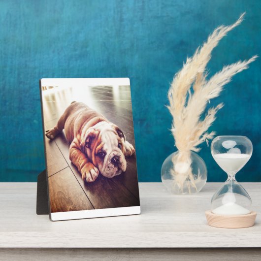 Engelse Bulldog Lying Dog | Dog Photo Fotoplaat (Zijkant)