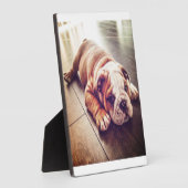 Engelse Bulldog Lying Dog | Dog Photo Fotoplaat (Zijkant)