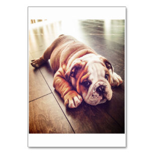 Engelse Bulldog Lying Dog Dog Photo Kaart