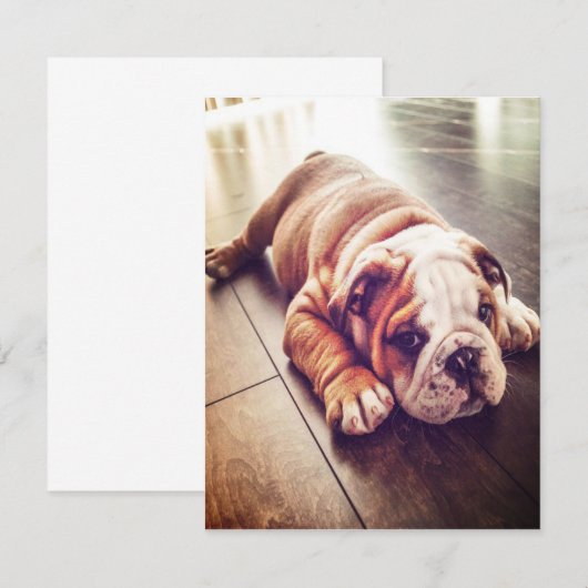 Engelse Bulldog Lying Dog | Dog Photo Kaart (Voorkant / Achterkant)