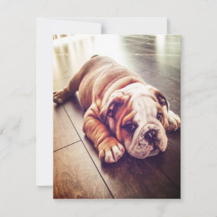 Engelse Bulldog Lying Dog Dog Photo Kaart