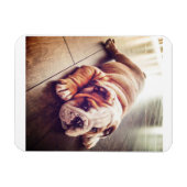 Engelse Bulldog Lying Dog | Dog Photo Magneet (Horizontaal)