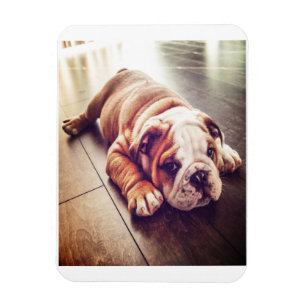 Engelse Bulldog Lying Dog Dog Photo Magneet