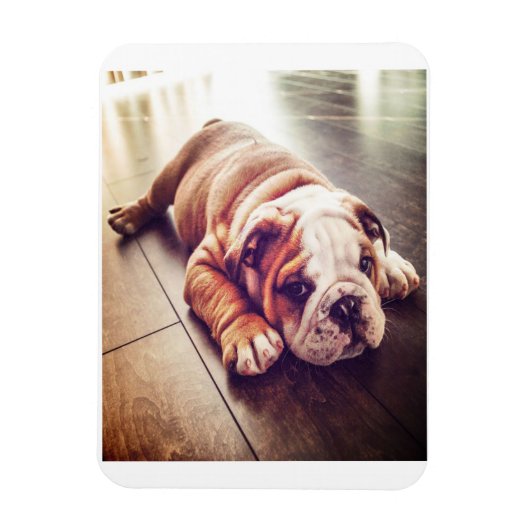 Engelse Bulldog Lying Dog | Dog Photo Magneet (Verticaal)