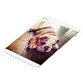 Engelse Bulldog Lying Dog | Dog Photo Magneet (Linkerzijde)