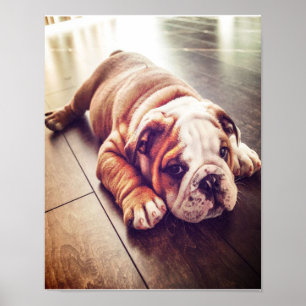 Engelse Bulldog Lying Dog Dog Photo Poster