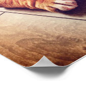 Engelse Bulldog Lying Dog | Dog Photo Poster (Hoek)