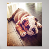 Engelse Bulldog Lying Dog | Dog Photo Poster (Voorkant)