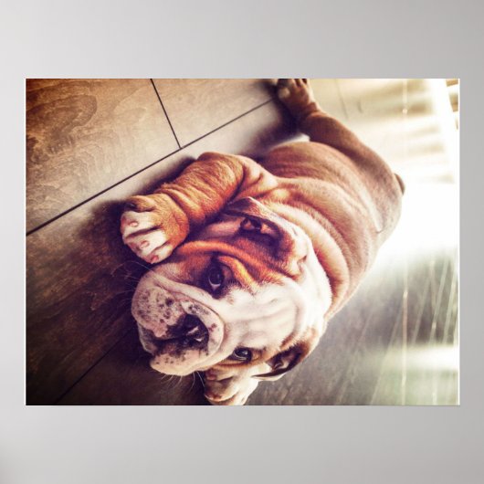 Engelse Bulldog Lying Dog | Dog Photo Poster (Voorkant)