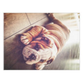 Engelse Bulldog Lying Dog | Dog Photo Tafelkleed (Voorkant (Horizontaal))
