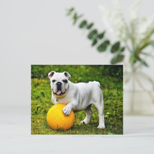 Engelse Bulldog met Ball Briefkaart (Staand voorkant)