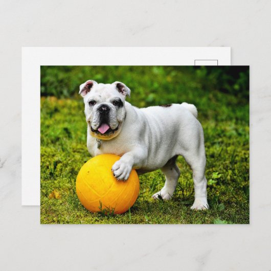 Engelse Bulldog met Ball Briefkaart (Voorkant / Achterkant)