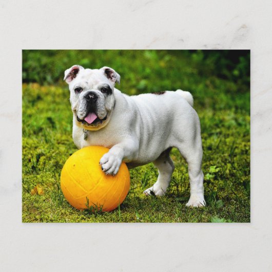 Engelse Bulldog met Ball Briefkaart (Voorkant)