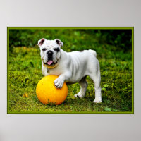 Engelse Bulldog met Ball