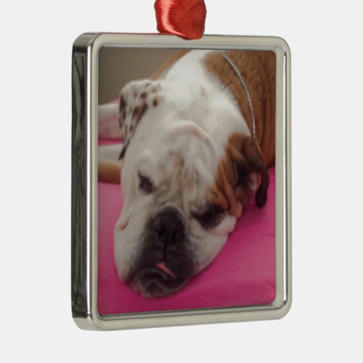 Engelse Bulldog Metalen Ornament (Rechts)