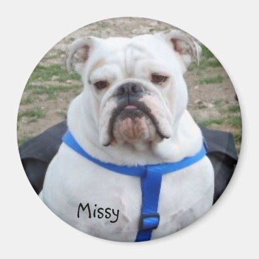 Engelse Bulldog Missy Magnet (Voorkant)