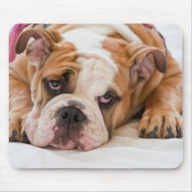 Engelse Bulldog
