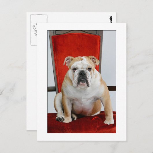 Engelse bulldog op de troon briefkaart (Voorkant / Achterkant)