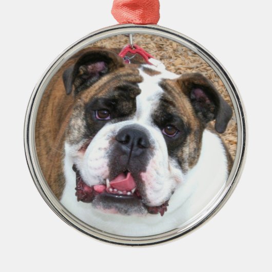 Engelse bulldog ornament (Voorkant)