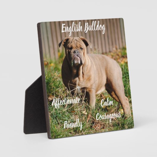 Engelse Bulldog Plaque met Ezel Fotoplaat (Voorkant)