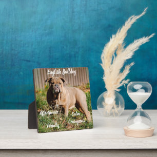 Engelse Bulldog Plaquette met Ezel Fotoplaat