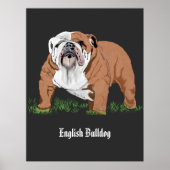 Engelse Bulldog Poster (Voorkant)