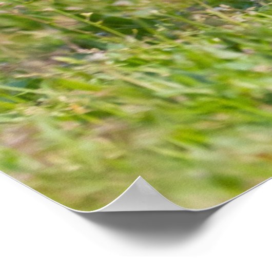 Engelse Bulldog Poster (Hoek)