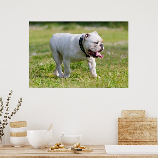 Engelse Bulldog Poster (Keuken)