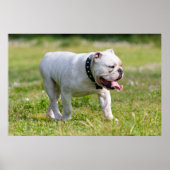 Engelse Bulldog Poster (Voorkant)