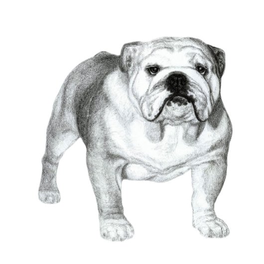 Engelse Bulldog potloodtekening T-shirt
