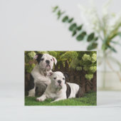 Engelse Bulldog Puppies Briefkaart (Staand voorkant)