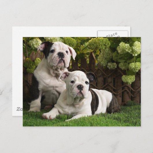 Engelse Bulldog Puppies Briefkaart (Voorkant / Achterkant)
