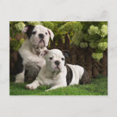 Engelse Bulldog Puppies Briefkaart (Voorkant)